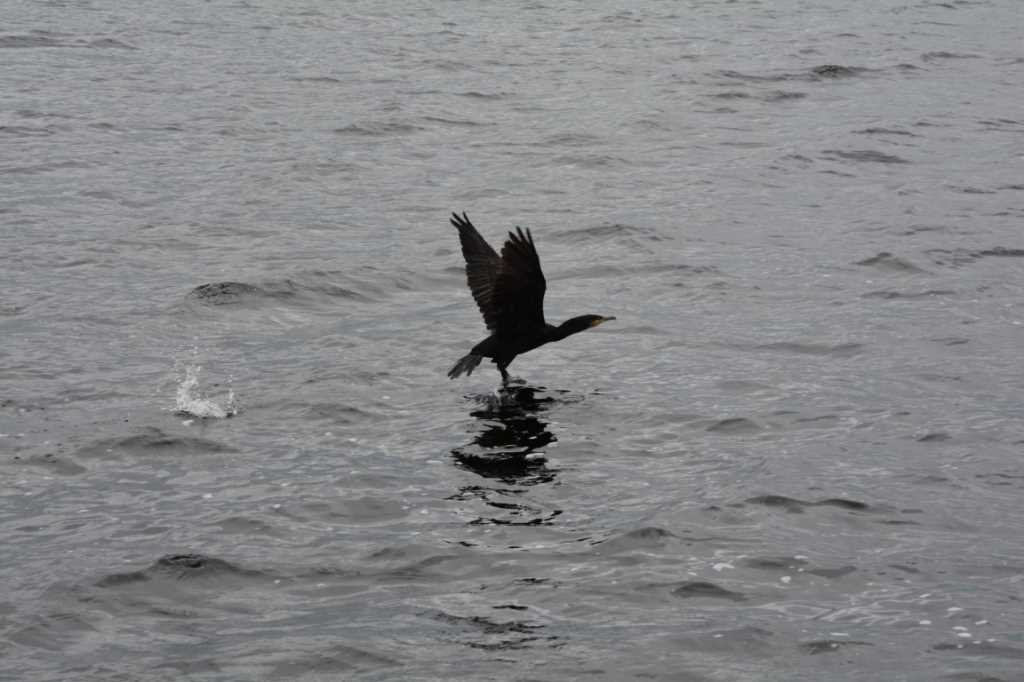 DSC_6380Mittel_.JPG